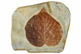 Fossil Leaf (Davidia) - Montana #268174-1